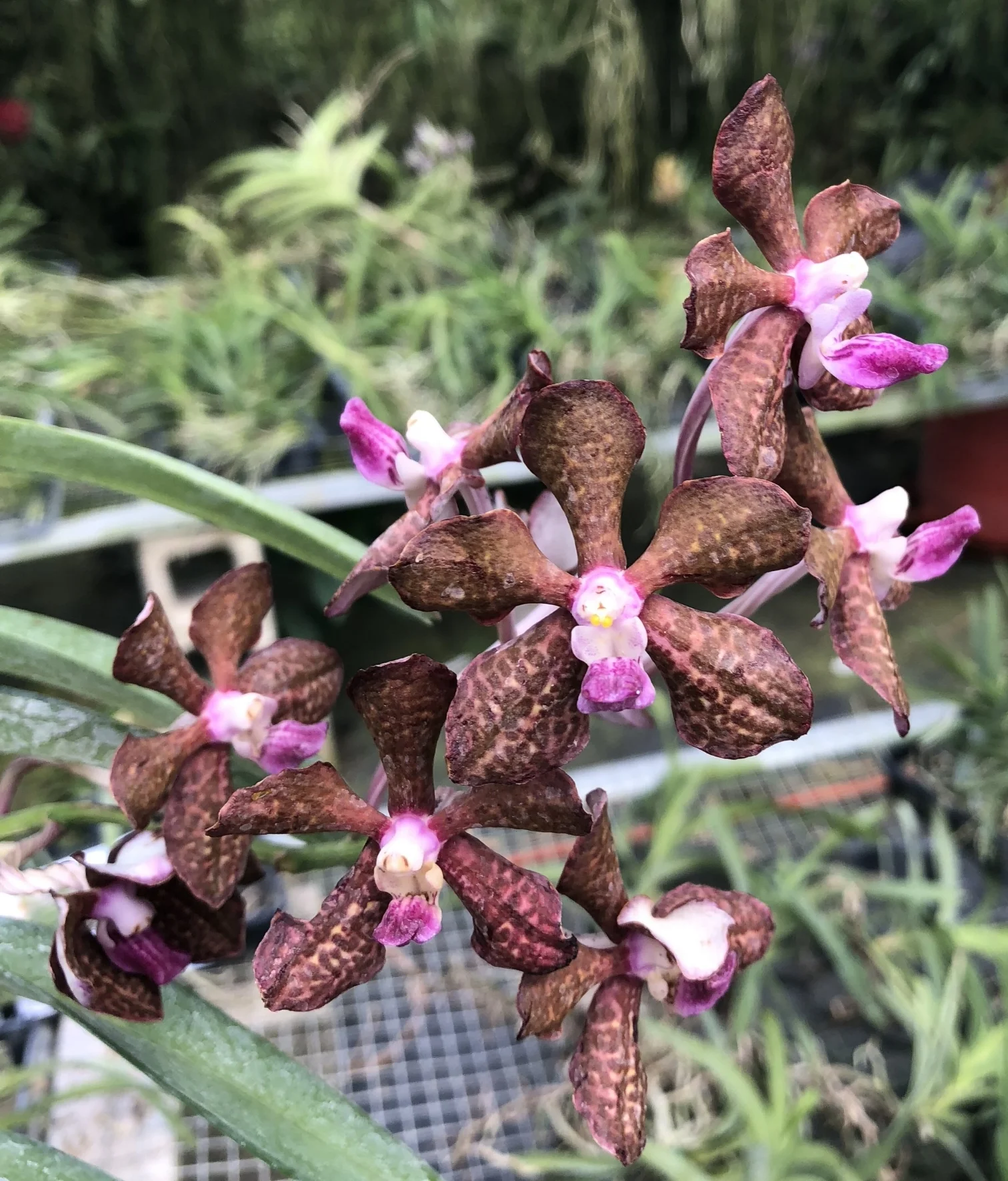 Pda. Motes Purple Haze (V. Karnda 'Hampton' x Pda. Arjuna) (1872